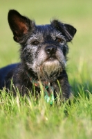 Picture of cute cross bred dog in grass