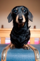 Picture of Cute Dachshund on trunk in bedroom