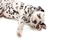 Picture of cute Dalmatian puppy asleep