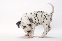 Picture of cute Dalmatian puppy