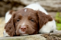 Picture of cute English Springer Spaniel puppy