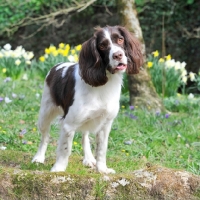 Picture of cute English Springer Spaniel