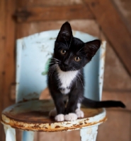 Picture of cute farm kitten on stool