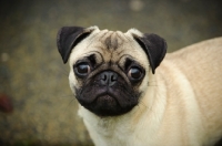 Picture of cute fawn Pug