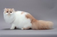 Picture of cute fluffy cream and white Persian cat looking at camera