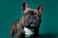 Picture of cute French Bulldog against green backdrop