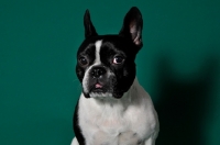 Picture of cute French Bulldog in green studio