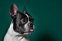 Picture of cute French Bulldog in green studio