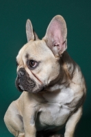 Picture of cute French Bulldog in green studio