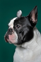 Picture of cute French Bulldog in green studio