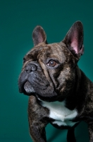 Picture of cute French Bulldog in green studio