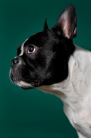 Picture of cute French Bulldog in green studio