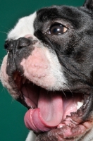 Picture of cute French Bulldog in green studio