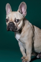 Picture of cute French Bulldog in green studio