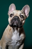 Picture of cute French Bulldog in green studio