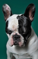 Picture of cute French Bulldog looking down in green studio