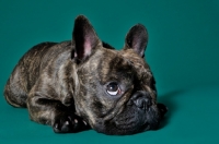Picture of cute French Bulldog looking up