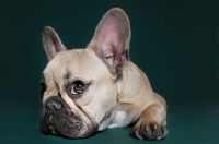 Picture of cute French Bulldog looking up in green studio