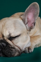 Picture of cute French Bulldog looking up in green studio