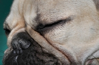 Picture of cute French Bulldog looking up in green studio