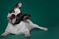Picture of cute French Bulldog sitting in green studio