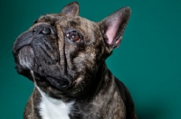 Picture of cute French Bulldog sitting in green studio