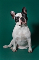 Picture of cute French Bulldog sitting in green studio