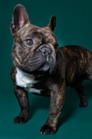 Picture of cute French Bulldog sitting in green studio