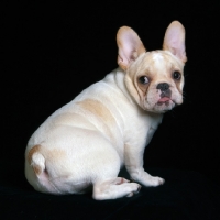Picture of cute French Bulldog