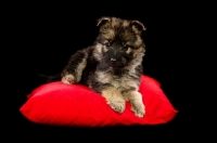 Picture of cute German Shepherd (aka Alsatian) puppy