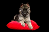 Picture of cute German Shepherd (aka Alsatian) puppy on red pillow
