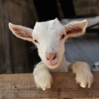 Picture of cute goat kid looking over fence
