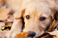 Picture of cute Golden Retriever lying on leaves