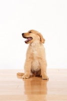 Picture of cute Golden Retriever puppy on white background, sitting on floor