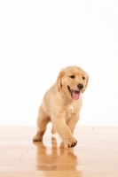Picture of cute Golden Retriever puppy on white background, walking on wooden floor