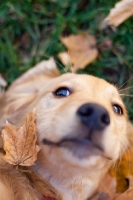 Picture of cute Golden Retriever puppy