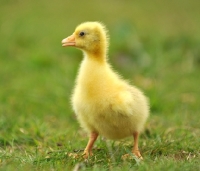 Picture of cute gosling