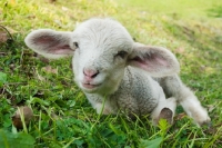 Picture of cute himalayan lamb in grass
