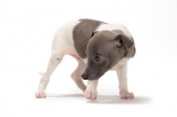 Picture of cute Italian Greyhound puppy