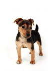 Picture of cute jack russell puppy on white background
