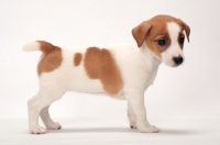 Picture of cute Jack Russell Terrier puppy