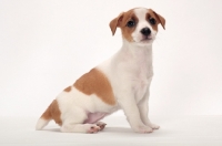 Picture of cute Jack Russell Terrier puppy sitting down