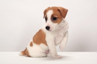 Picture of cute Jack Russell Terrier puppy