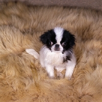 Picture of cute japanese chin puppy