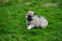 Picture of cute Keeshond puppy