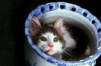Picture of cute kitten in a vase