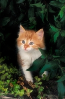 Picture of cute kitten in garden