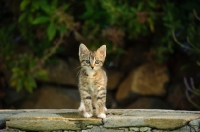 Picture of cute kitten outdoors