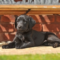 Picture of cute labrador puppy, lying under garden bench