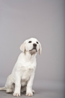 Picture of cute Labrador puppy on grey background